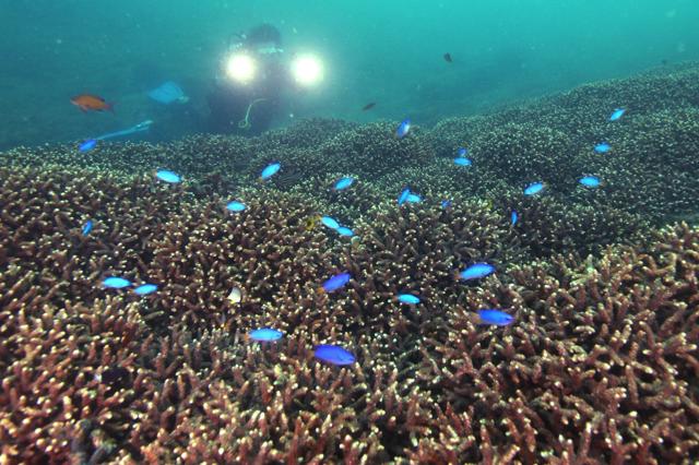 【環境】東京湾が地球温暖化でサンゴだらけに　5,6年前から急速に範囲拡大　生態系への影響も懸念　[朝日新聞]